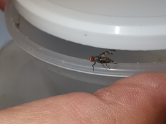 Herina tristis