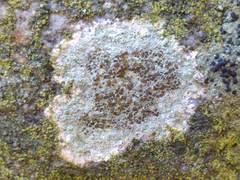 Lecanora campestris