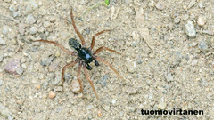 Pardosa fulvipes