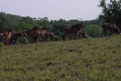 Hippotragus niger roosevelti