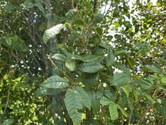 Allophylus crassinervis