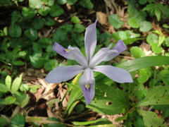 Iris speculatrix