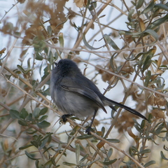Polioptila melanura