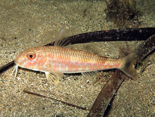 Red Mullet