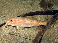 Red Mullet photo 4