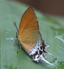 Eooxylides tharis distanti