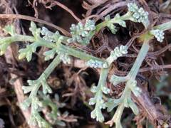 Artemisia campestris maritima