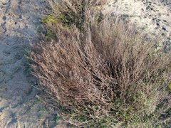 Artemisia campestris maritima