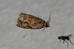 Olethreutes olivaceana