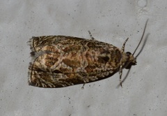 Olethreutes olivaceana