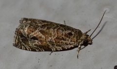 Olethreutes olivaceana