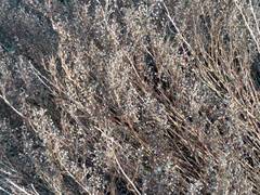 Artemisia campestris maritima