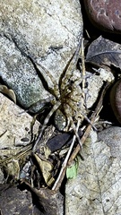 Hippasosa