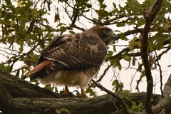 Buteo jamaicensis