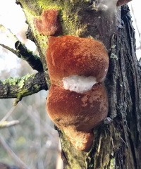 Fomitiporia hippophaeicola