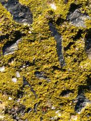 Flavoplaca flavocitrina