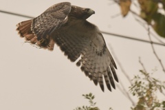 Buteo jamaicensis