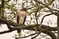 Buteo jamaicensis