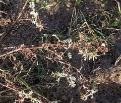 Artemisia campestris maritima