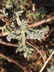 Artemisia campestris maritima