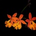 Epidendrum radicans - Photo (c) rick_tomlinson,  זכויות יוצרים חלקיות (CC BY-NC), הועלה על ידי rick_tomlinson