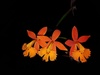 Fire-star Orchid - Photo (c) rick_tomlinson, some rights reserved (CC BY-NC), uploaded by rick_tomlinson