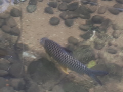 Hypsibarbus wetmorei