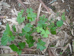 Oxalis griffithii