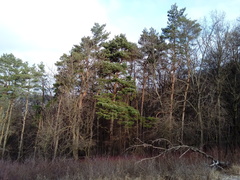 Pinus sylvestris sylvestris