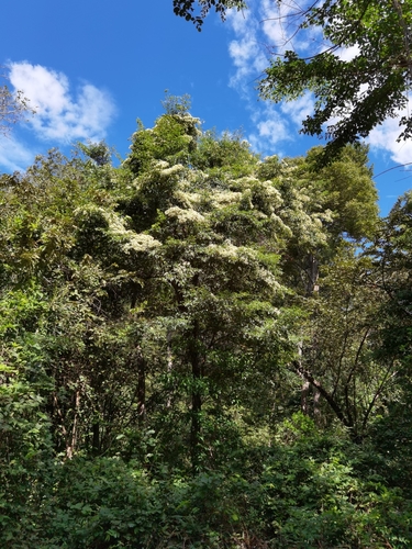 Calycophyllum candidissimum - Whole tree