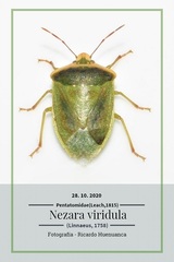 Nezara viridula