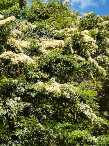 Calycophyllum candidissimum - Leaves