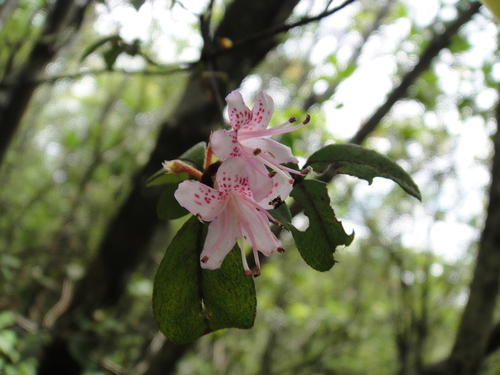 Rhododendron tsoi