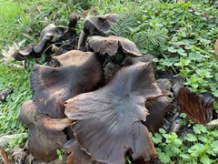 Fungi