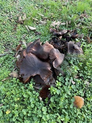 Fungi