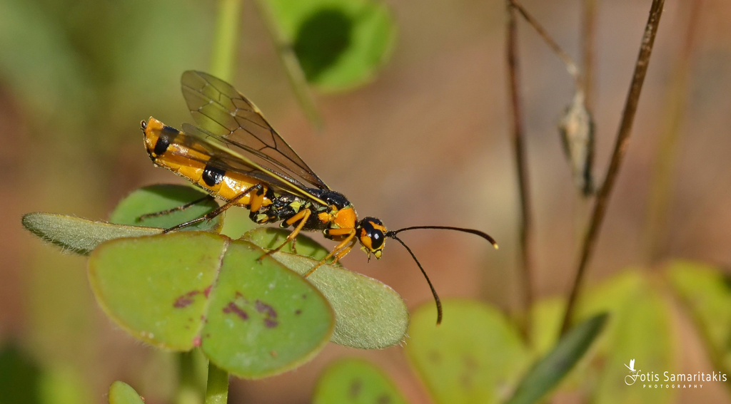 Calameuta idolon