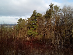 Pinus sylvestris sylvestris