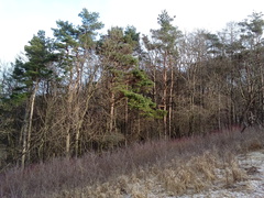 Pinus sylvestris sylvestris