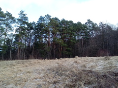 Pinus sylvestris sylvestris