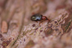 Salpingus ruficollis
