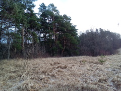 Pinus sylvestris sylvestris