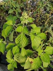 Ocimum basilicum