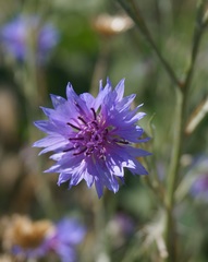 Centaurea depressa
