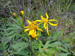 Ligularia japonica