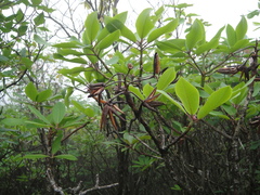 Rhododendron auriculatum