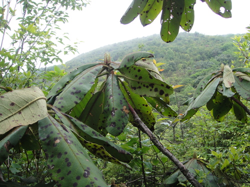 Rhododendron auriculatum