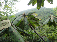 Rhododendron auriculatum