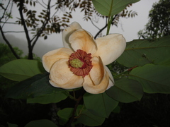Magnolia sieboldii