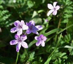 Erodium maculatum