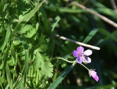 Erodium maculatum
